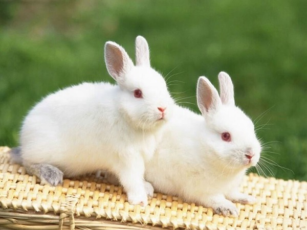 Mơ thấy thỏ trắng đánh con xổ số nào, là điềm gì?