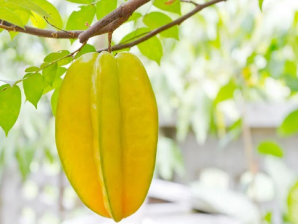 Mơ thấy quả khế cơ hội và thử thách phía trước đón chờ
